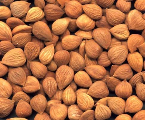 Best Organic Apricot Kernels And Almonds