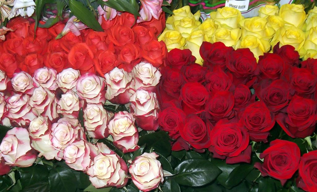 Colombian fresh cut flowers