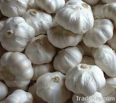 (GMP ) Garlic Powder Extracts 200:1