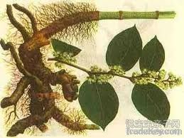 Giant Knotweed Extract powder