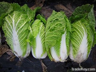 chinese cabbage