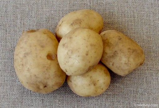 organic potato