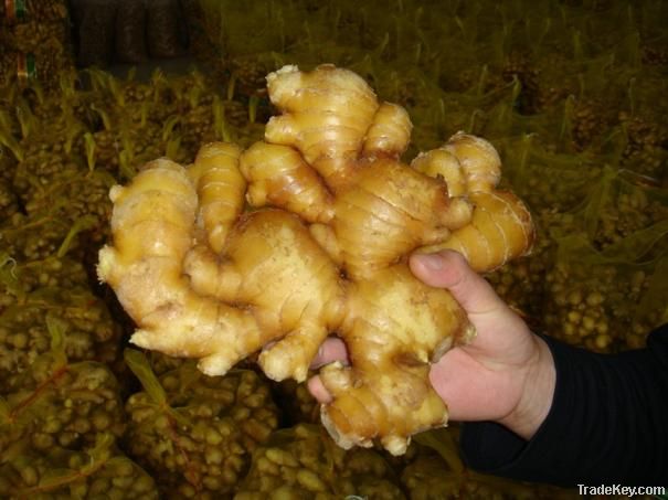 Fresh ginger