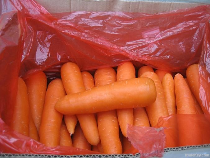 Fresh carrot