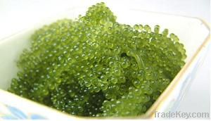 Seagrape Seaweed