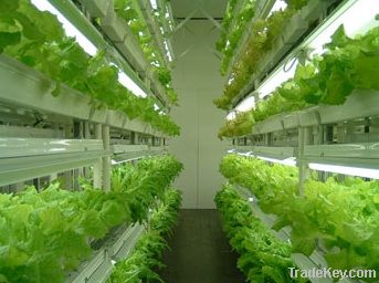 Indoor Plant Factory, Hydroponics system, Vertical Farming
