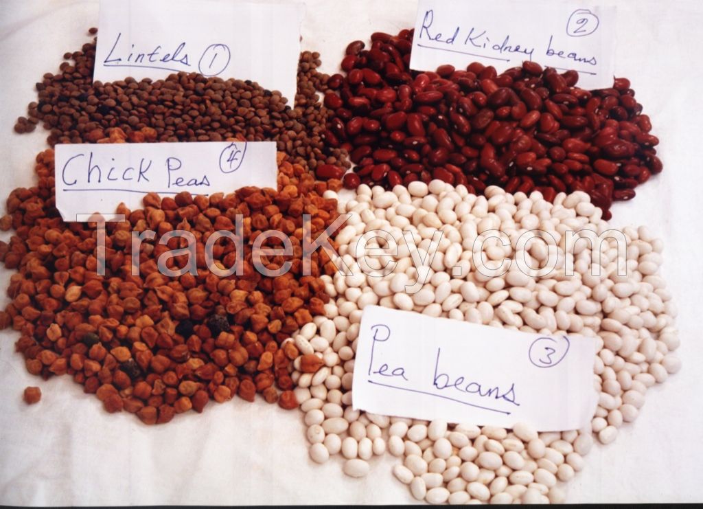 Red kedney Beans