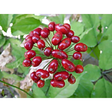 Panax Ginseng Seeds