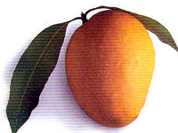 Alphonso,kesar Mango