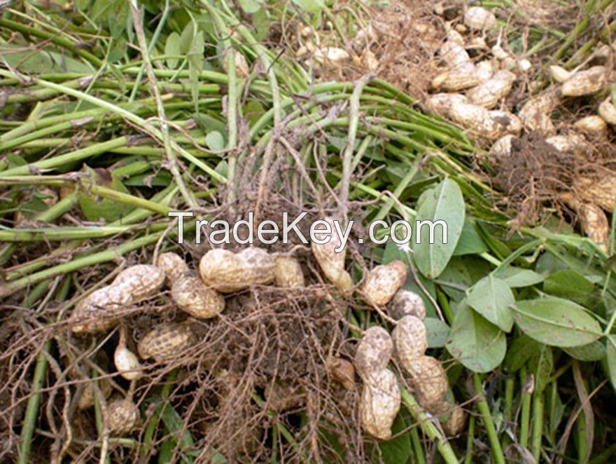 peanuts,shandong peanut,red peanut in shell