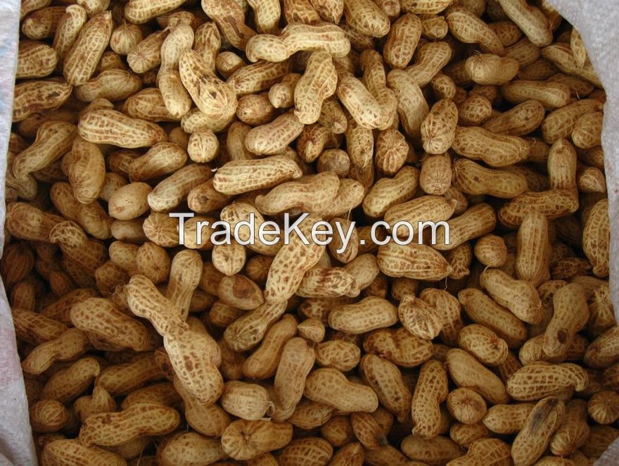 peanuts,shandong peanut,red peanut in shell