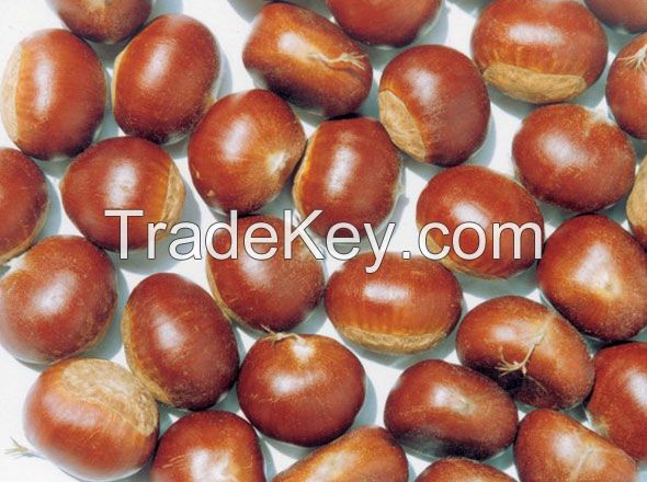sweet chestnut,qianxi,luotian chestnut