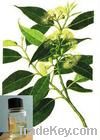 Natural Eucalyptus Oil