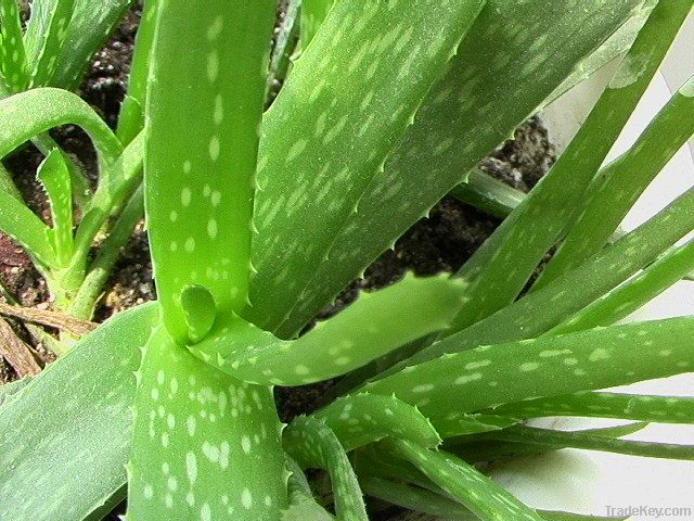 Aloeemodin / Aloe-emodin