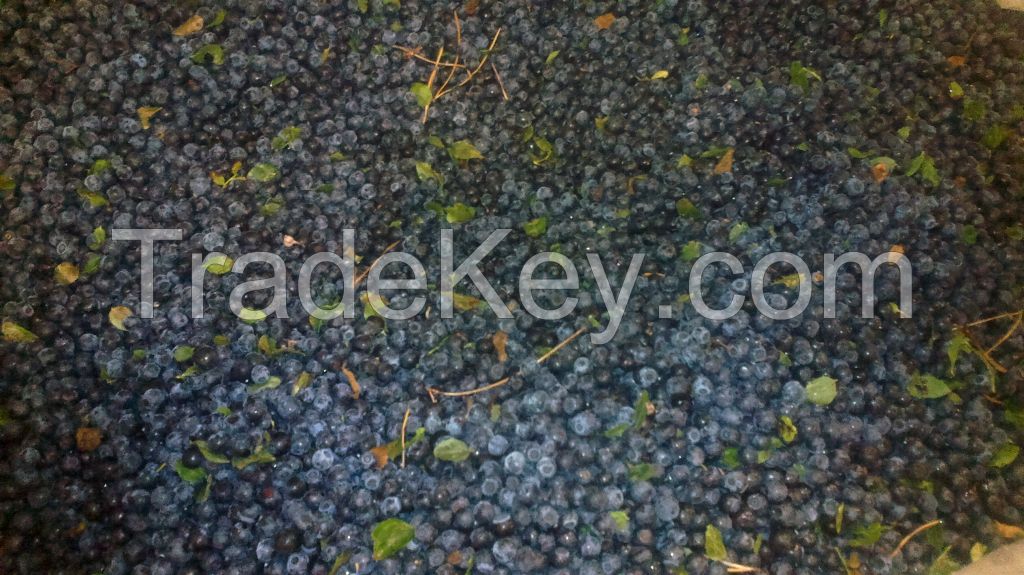 Non-cleaned fresh or  frozen cloudberries, blueberries and lingonberries