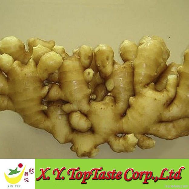 Fresh  Ginger/ Air Dried Ginger