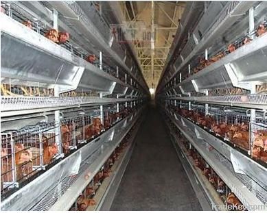 Battery cages for layers