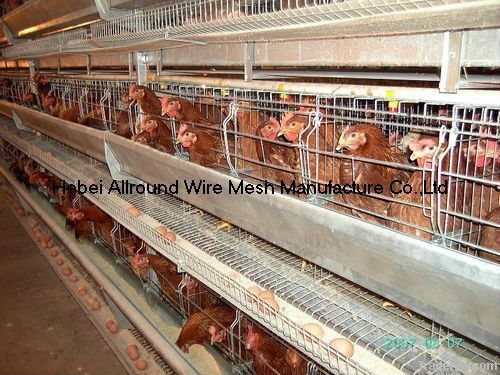 Poultry layer farming equipment