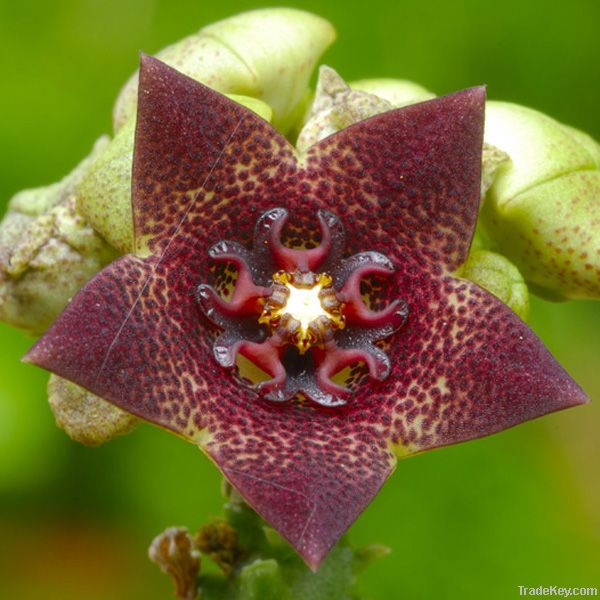 caralluma fimbriata