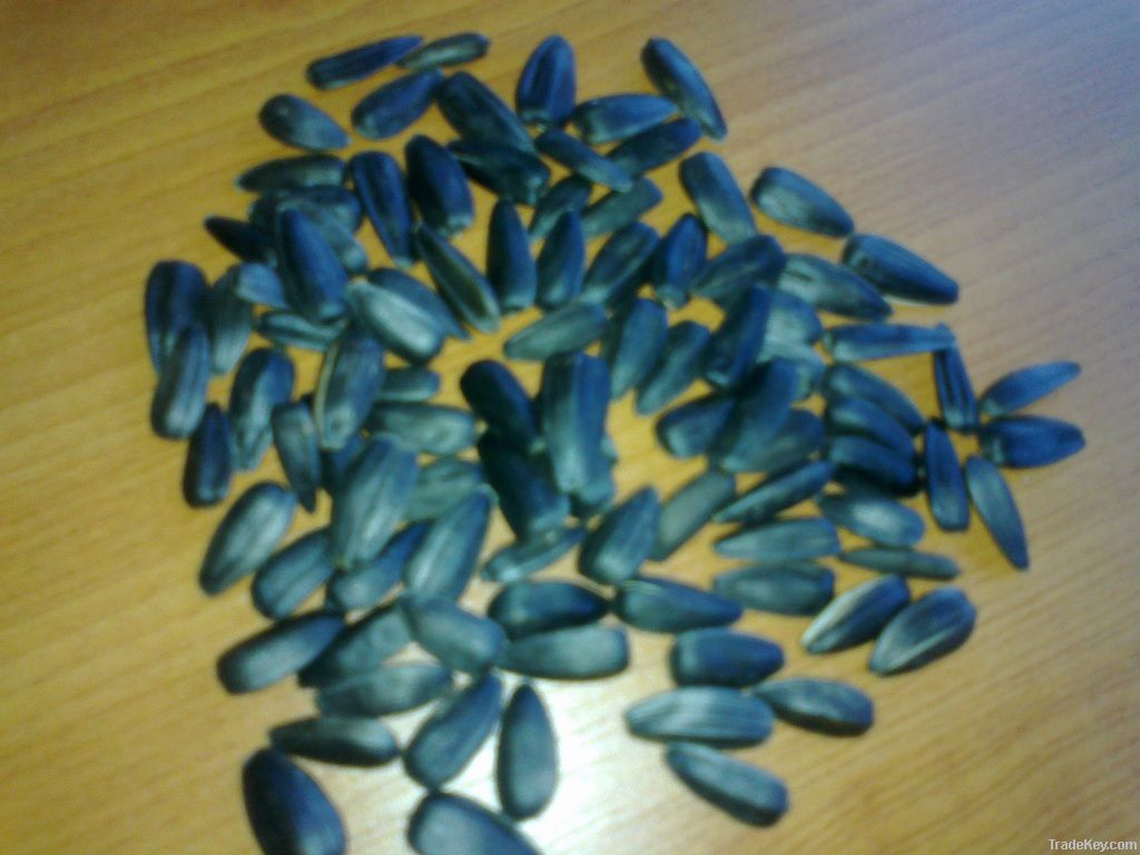 New Crop Sunflower Seeds Suppliers | Sunflower Seed Exporters, | Sunflower Black Seed  | Striped Black Seed | Flowers Seed | Sunflower Kernels