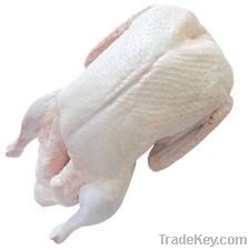Frozen or fresh Chicken Backs  Chicken Carcass Turkey mid wing