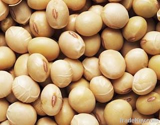 beans soya