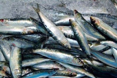 Frozen Sardine Fish 60-70 Frozen Seafood Exporters