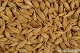 Barley Grain