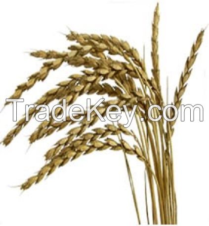 wheat