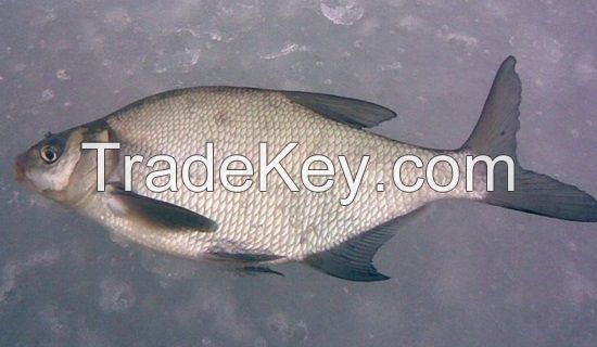 Bream