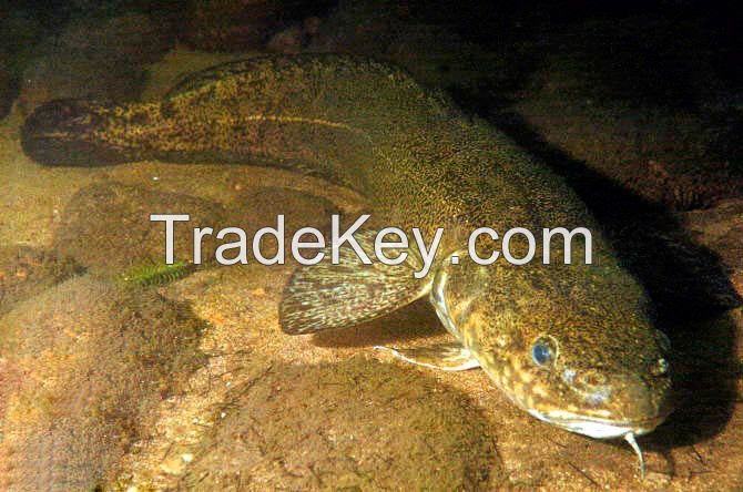 Burbot