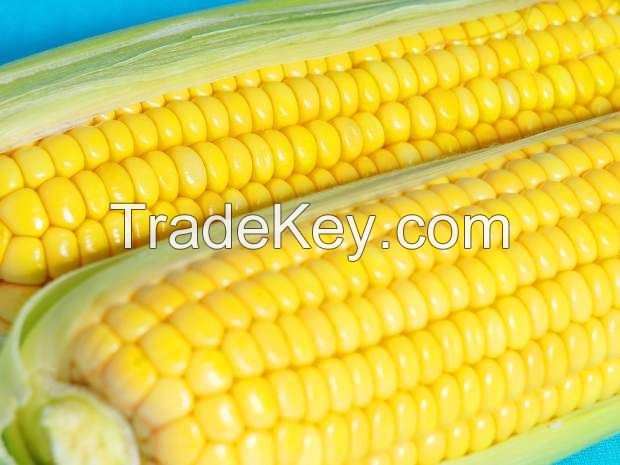 Yellow Corn #2 - GMO