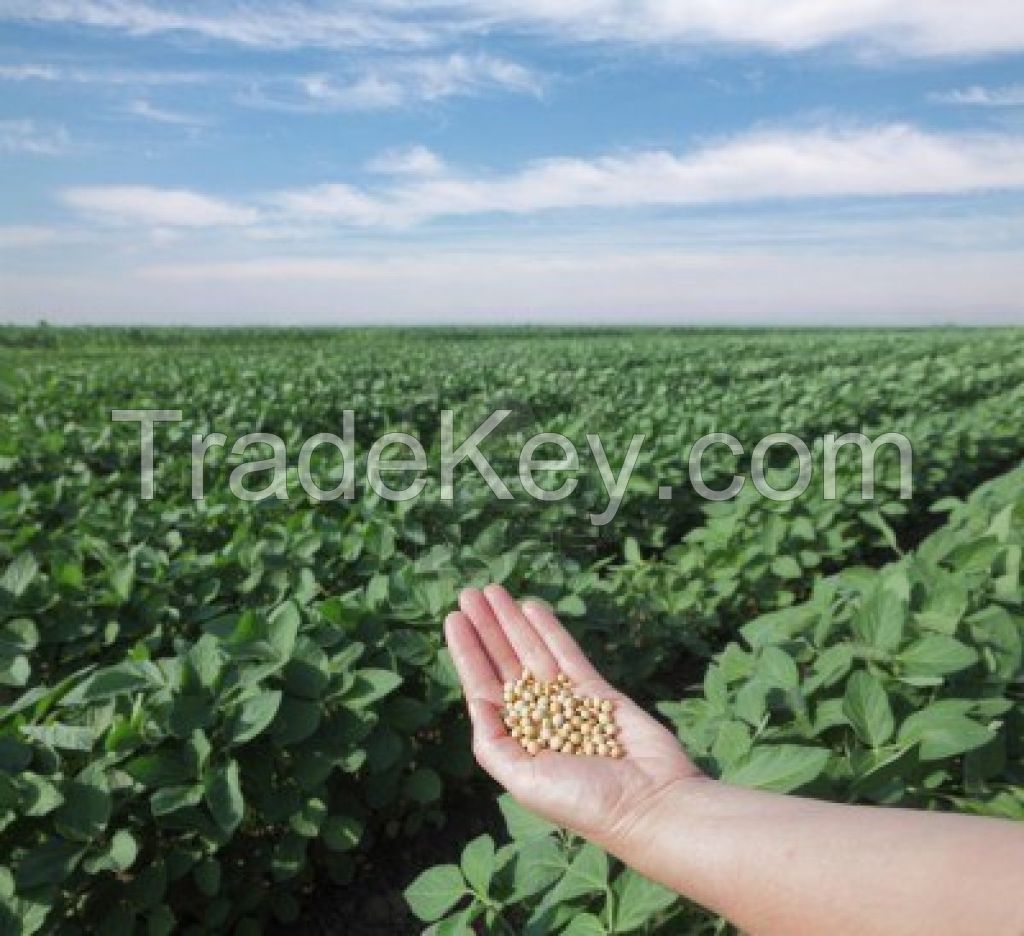Yellow Corn # 2 GMO & Soybean # 2 GMO BRAZIL - CIF
