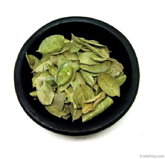 Dehydrated Boldo Leaves