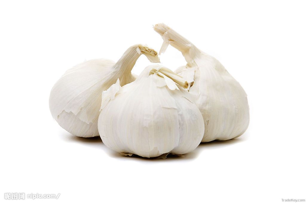 fresh normal white garlic