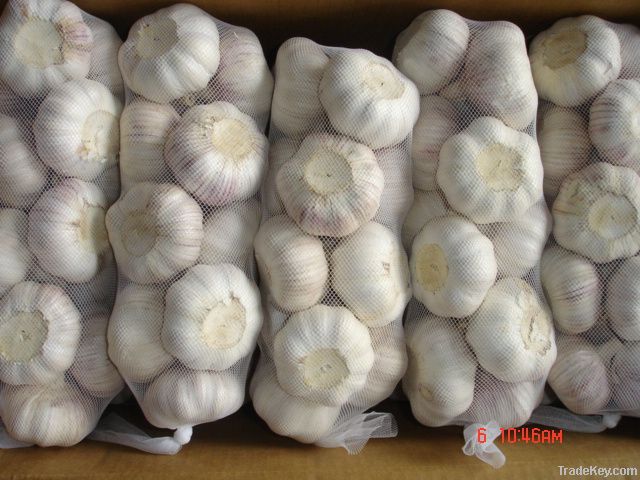 5cm fresh normal white garlic in 20kg/mesh bag