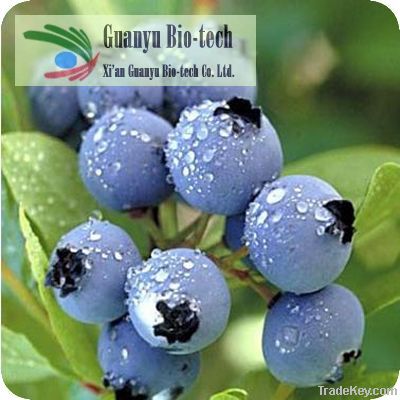 natural bilberry extract