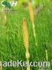 horsetail p.e