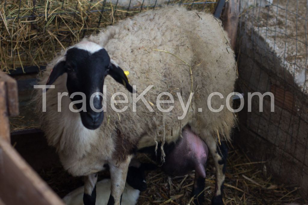 live sheep for sale