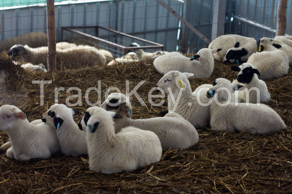 live sheep for sale
