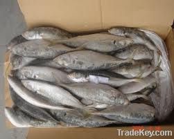 Grdae A fresh Horse mackerel from Holland