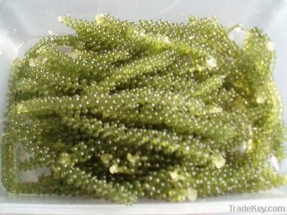 Seagrape/ Green caviar