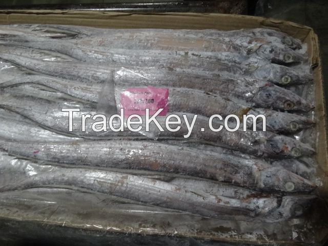 WE CAN DELIVER SEA FROZEN  FISH AND HAKE FROM SOUTH AFRICA