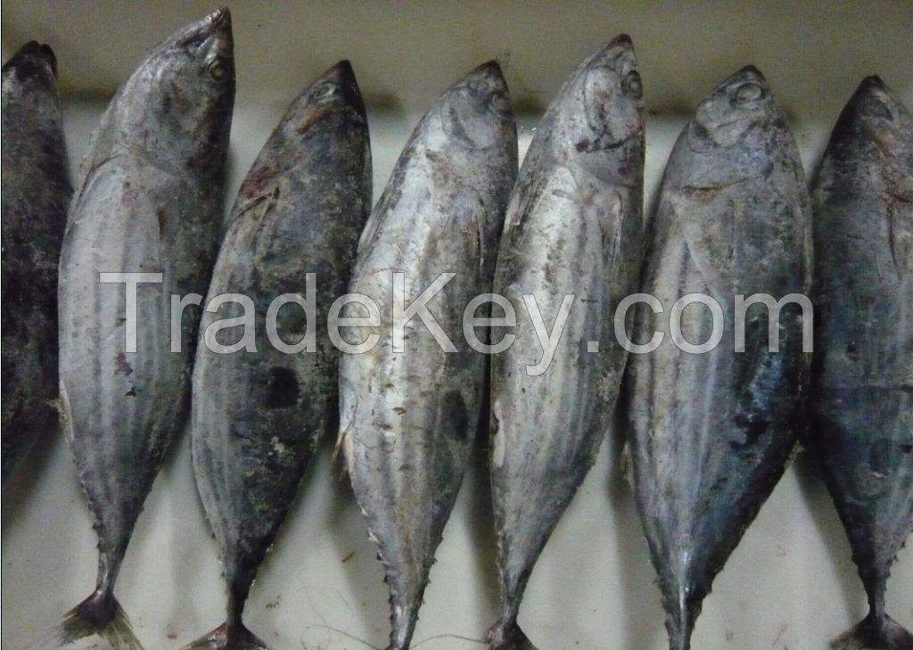 WE CAN DELIVER SEA FROZEN  FISH AND HAKE FROM SOUTH AFRICA
