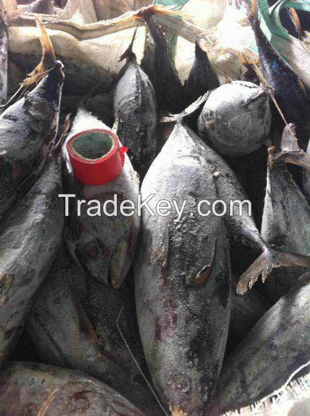 WE CAN SUPPLY SEA FROZEN FISH TO ALL BUYERS ON CIF TERMS