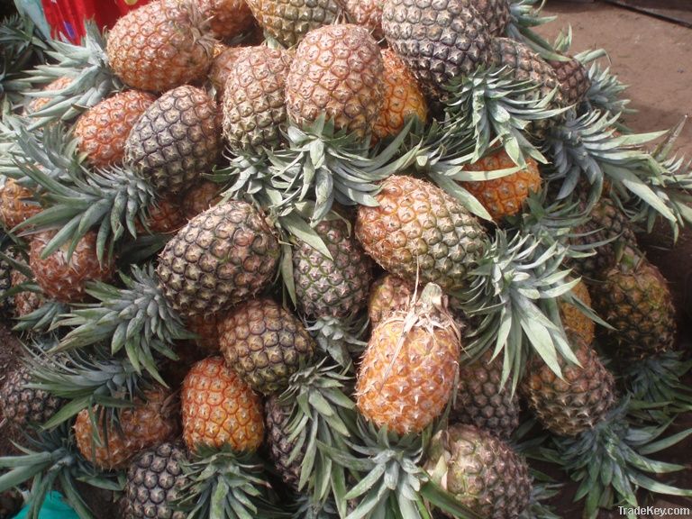 Fresh Pineapples