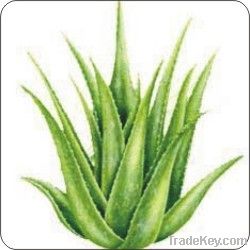 aloevera leaves