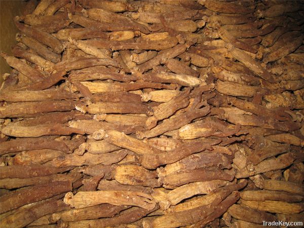 red ginseng root