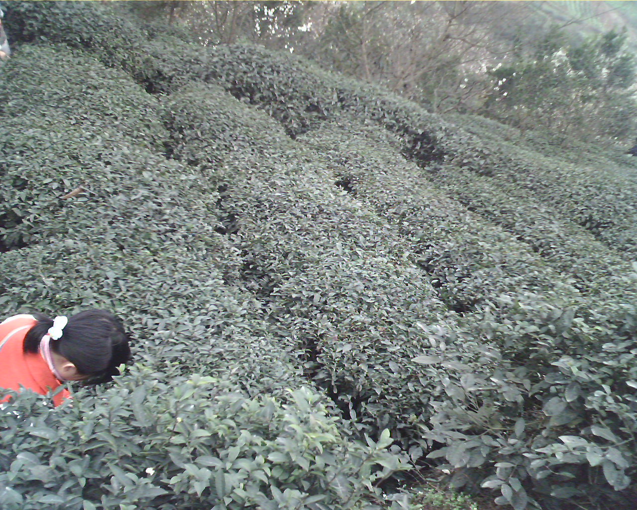 E mei tea leaf