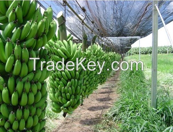 Green Cavendish Banana Green Cavendish Banana